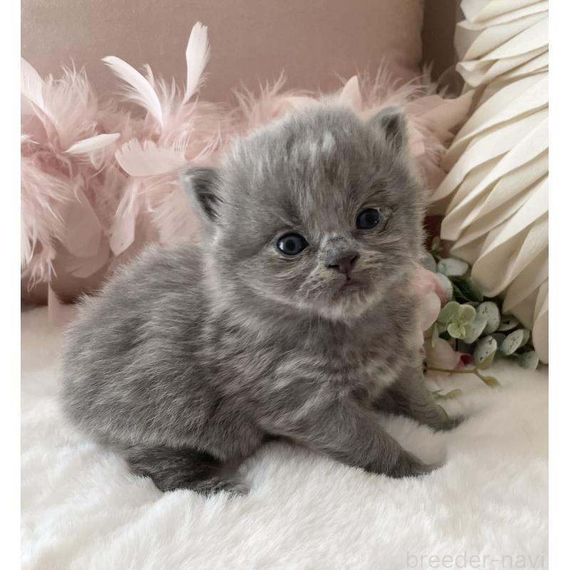 販売中の大阪府のブリティッシュロングヘア-134421の3枚目