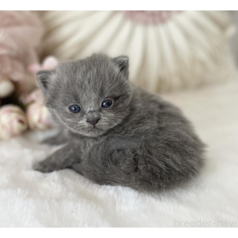 販売中の大阪府のブリティッシュロングヘア-134421の2枚目