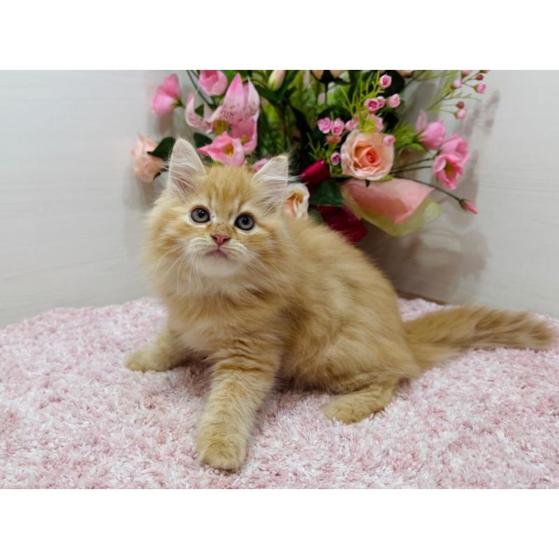 販売中の東京都のラガマフィン-134422の6枚目