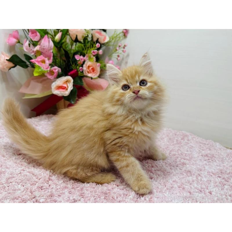 販売中の東京都のラガマフィン-134422の5枚目