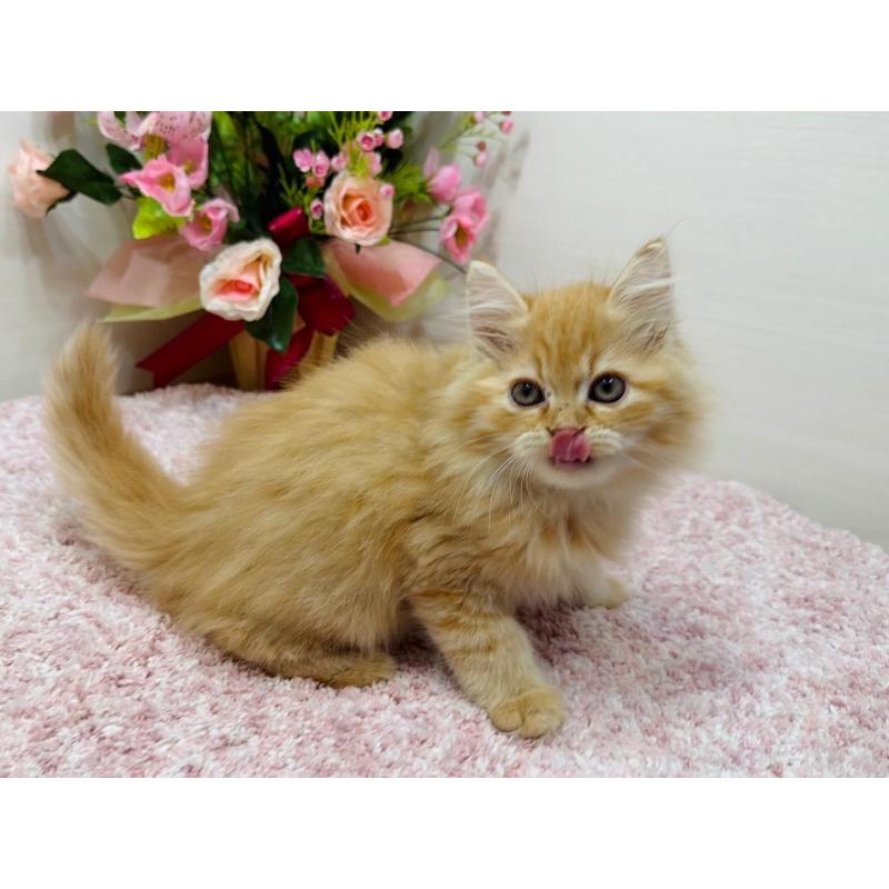 販売中の東京都のラガマフィン-134422の4枚目