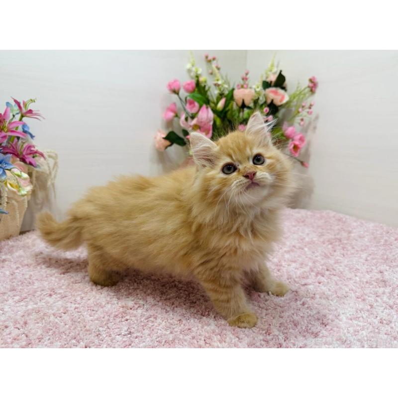 販売中の東京都のラガマフィン-134422の3枚目