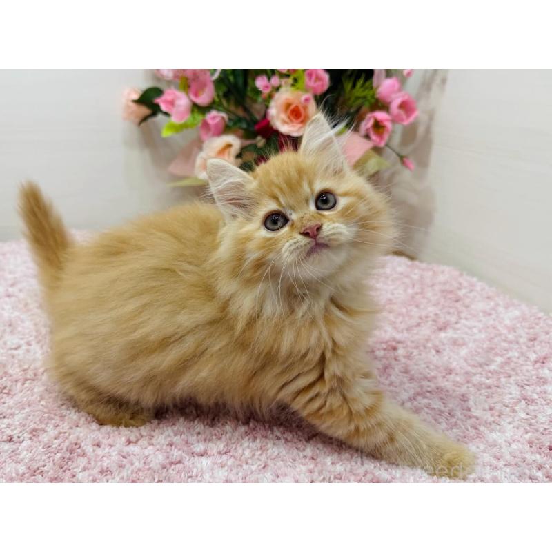 販売中の東京都のラガマフィン-134422の2枚目