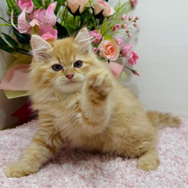 販売中の東京都のラガマフィン-134422の1枚目