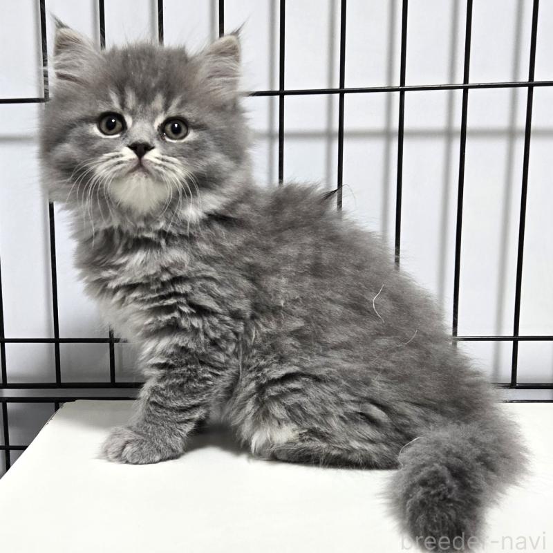 販売中の福岡県のスコティッシュフォールド-133160の2枚目