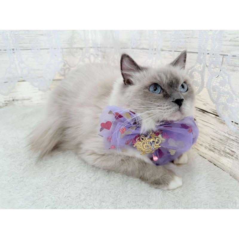 シナモンちゃん1枚目