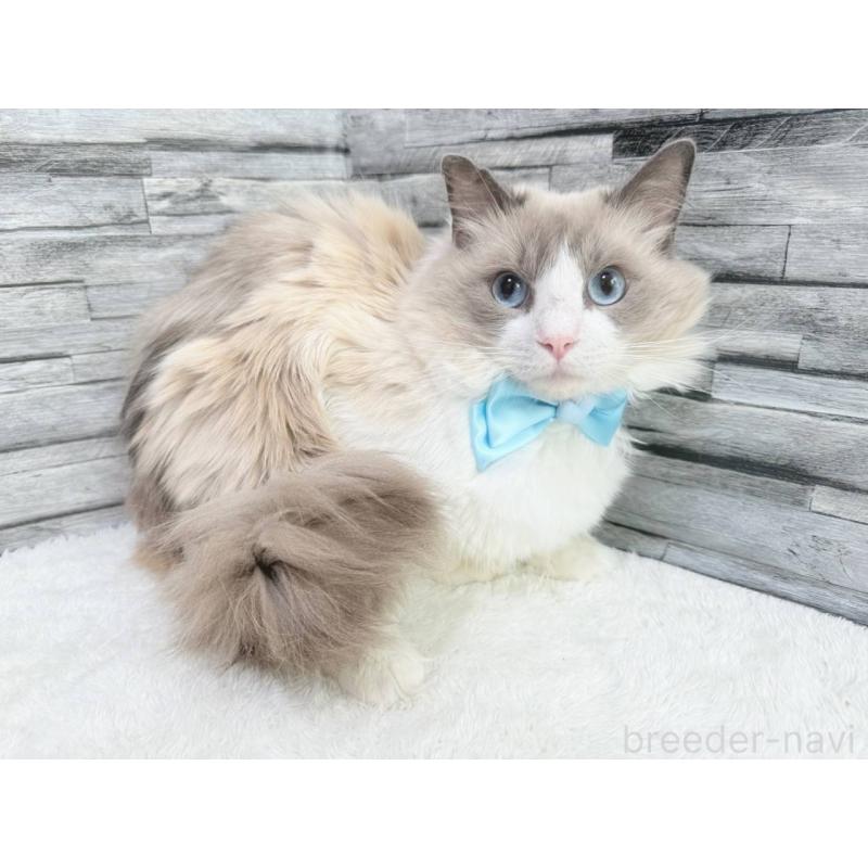 成約済の茨城県のラグドール-134423の6枚目