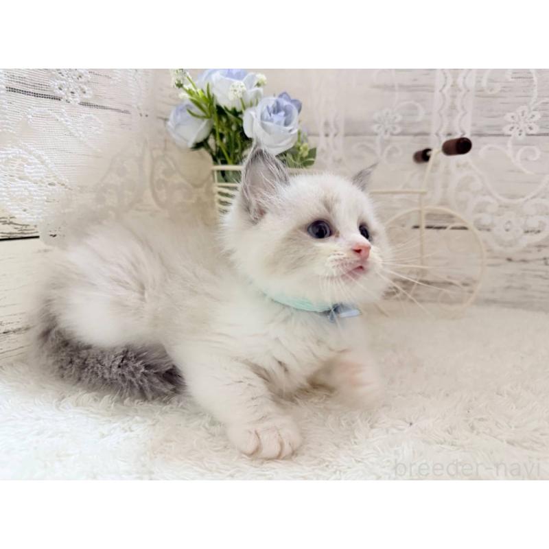 成約済の茨城県のラグドール-134423の2枚目