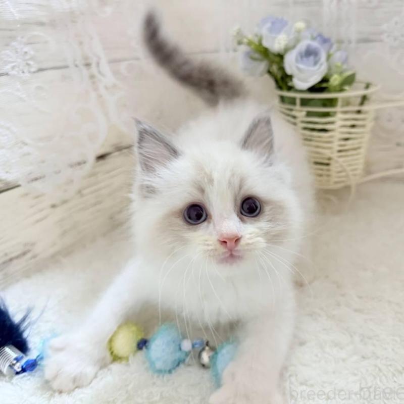 販売中の茨城県のラグドール-134423