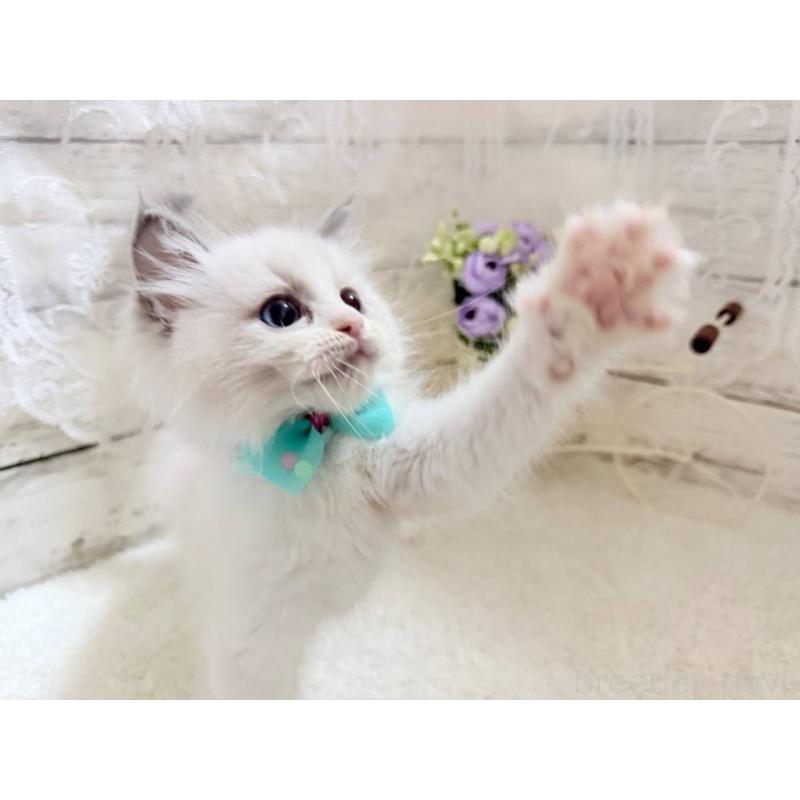 成約済の茨城県のラグドール-134424の5枚目