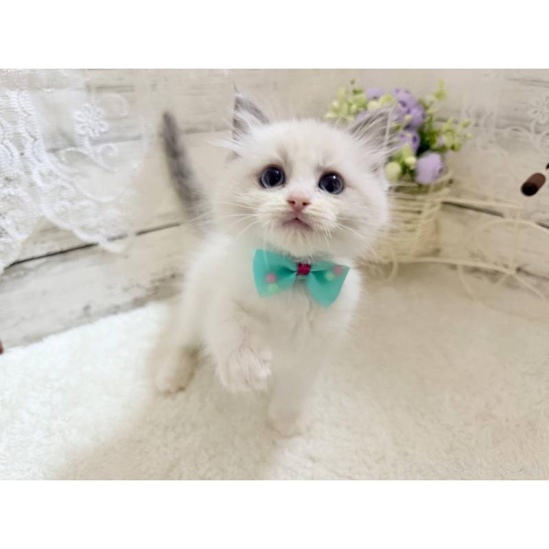 成約済の茨城県のラグドール-134424の4枚目