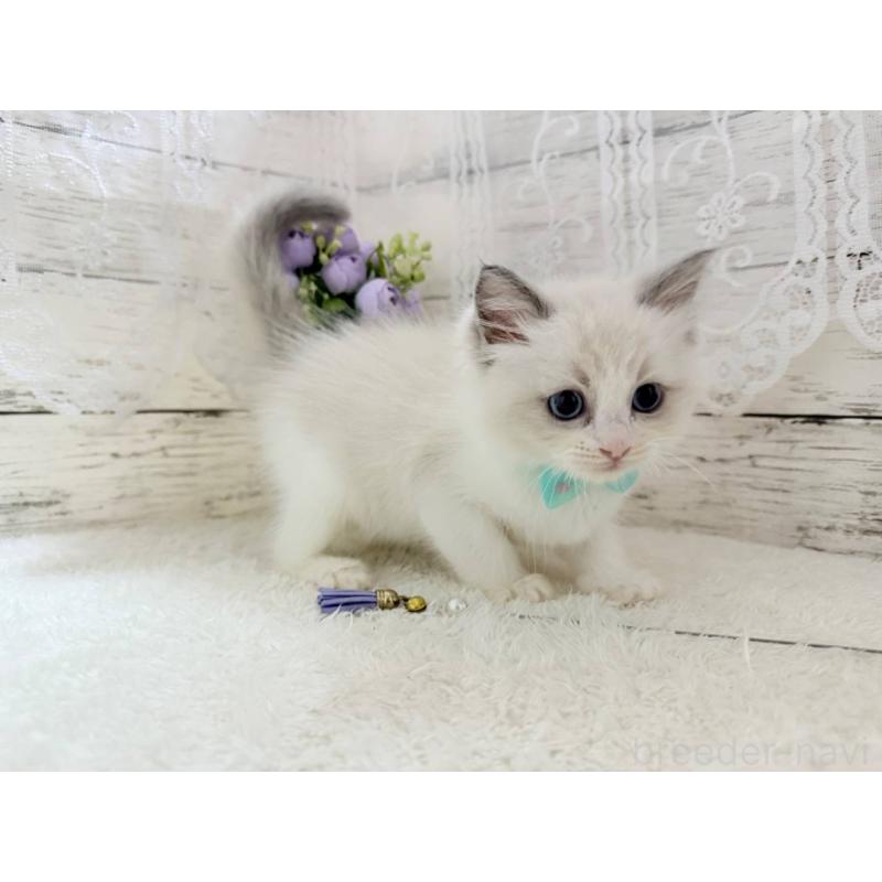 成約済の茨城県のラグドール-134424の2枚目