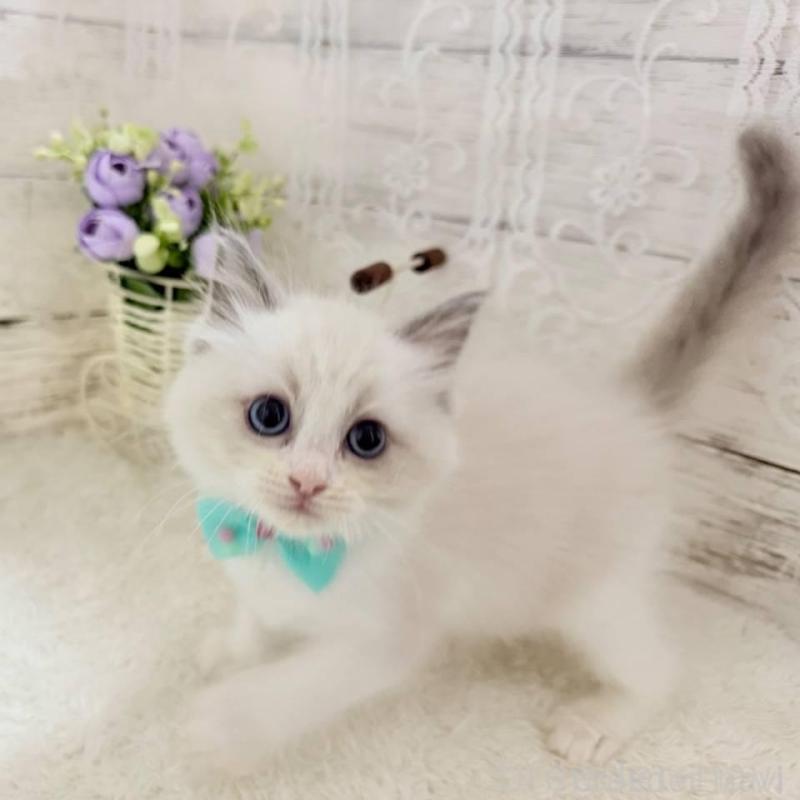 成約済の茨城県のラグドール-134424の1枚目