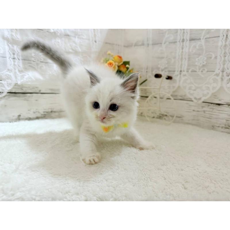 販売中の茨城県のラグドール-134425の4枚目