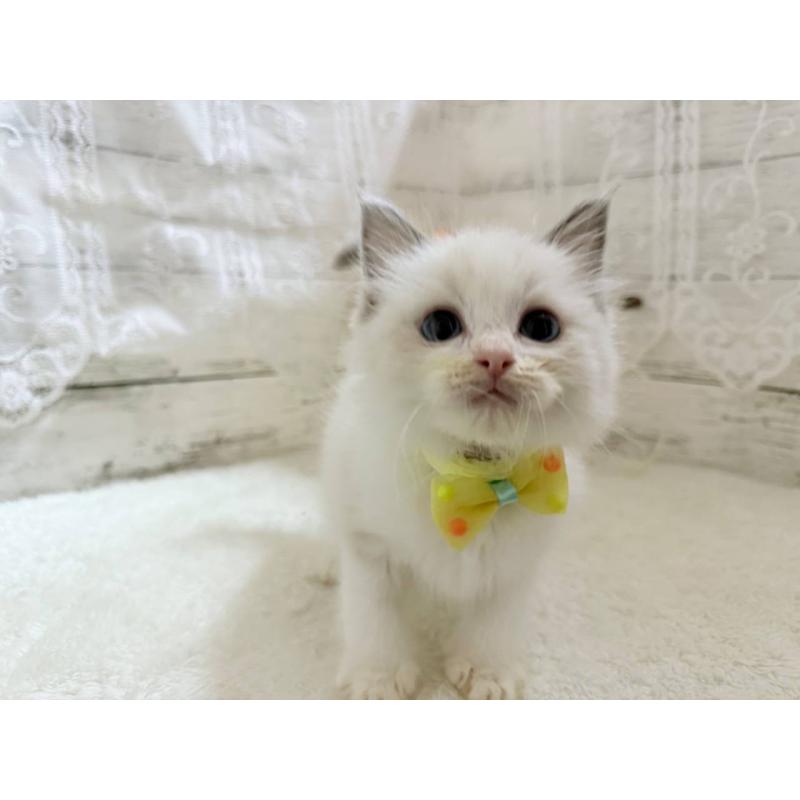 販売中の茨城県のラグドール-134425の3枚目