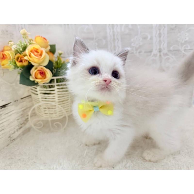 販売中の茨城県のラグドール-134425の2枚目