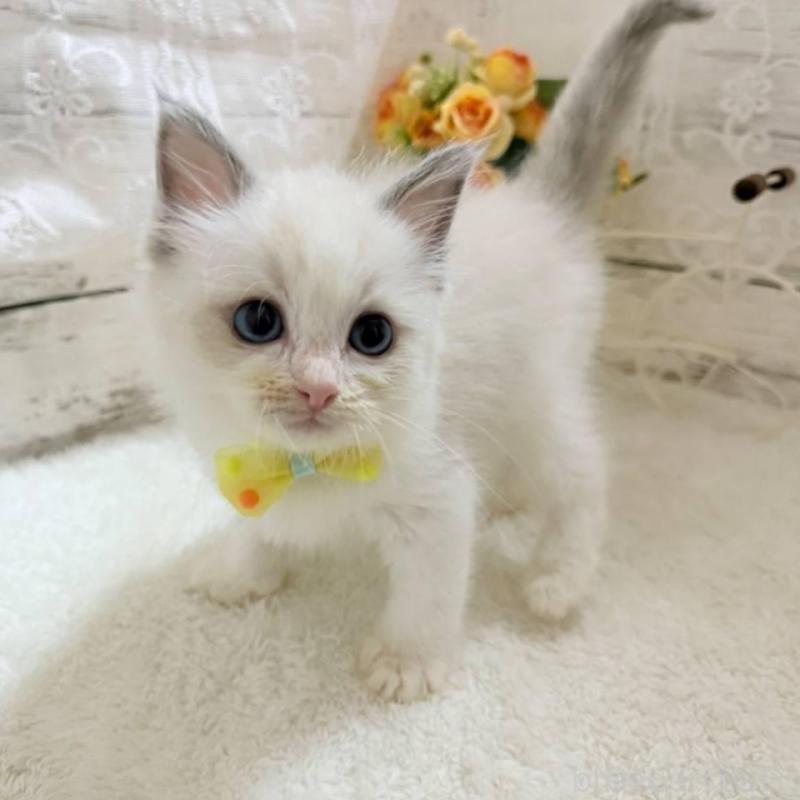 販売中の茨城県のラグドール-134425の1枚目