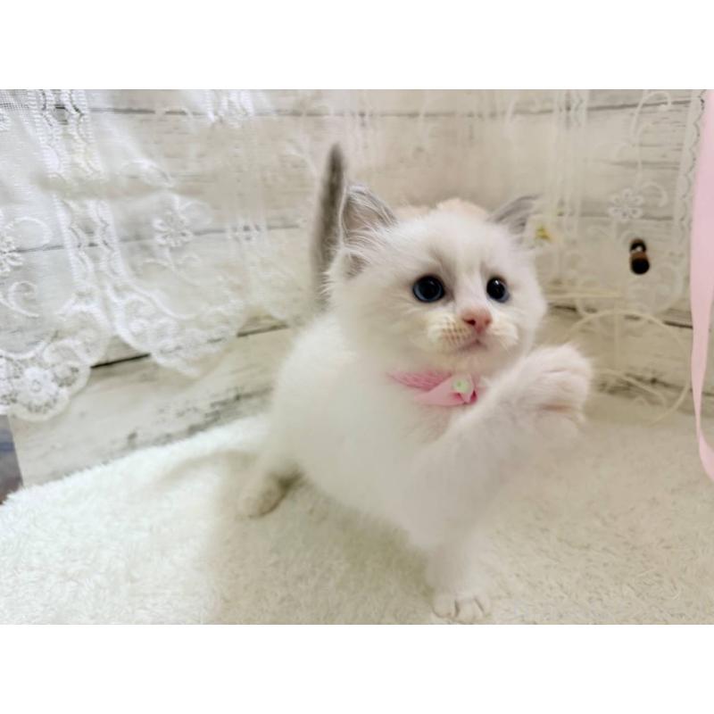 販売中の茨城県のラグドール-134426の5枚目