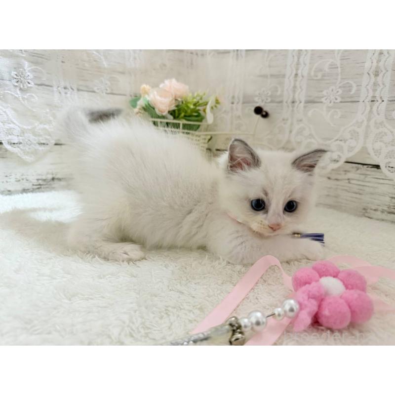 販売中の茨城県のラグドール-134426の4枚目