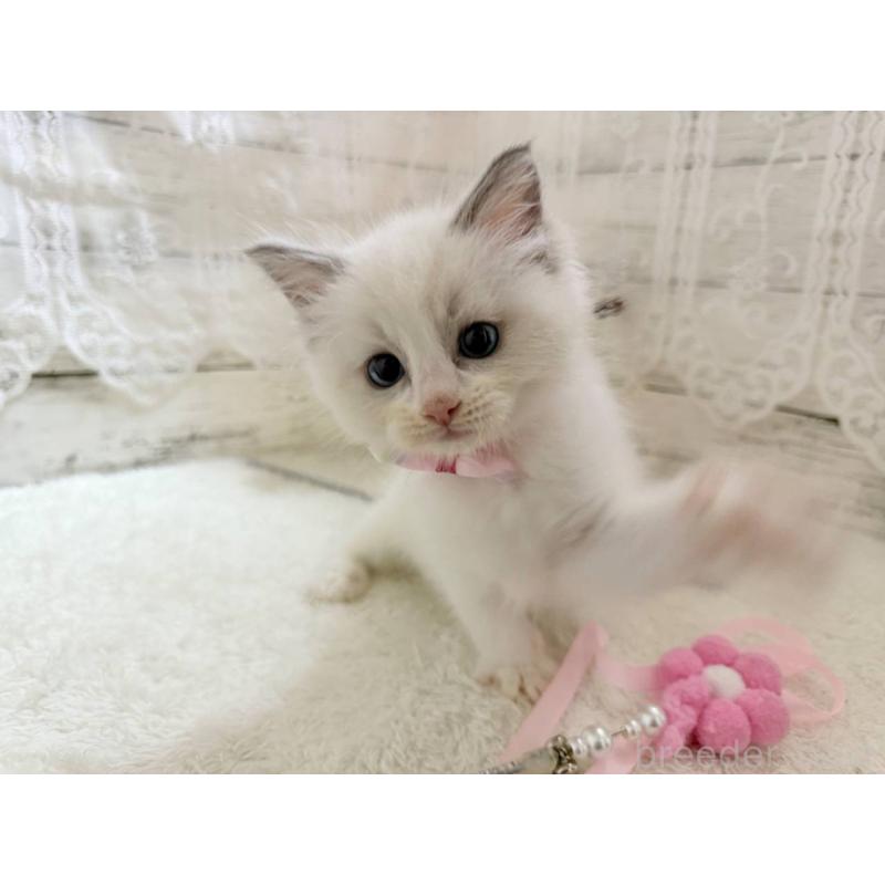 販売中の茨城県のラグドール-134426の3枚目