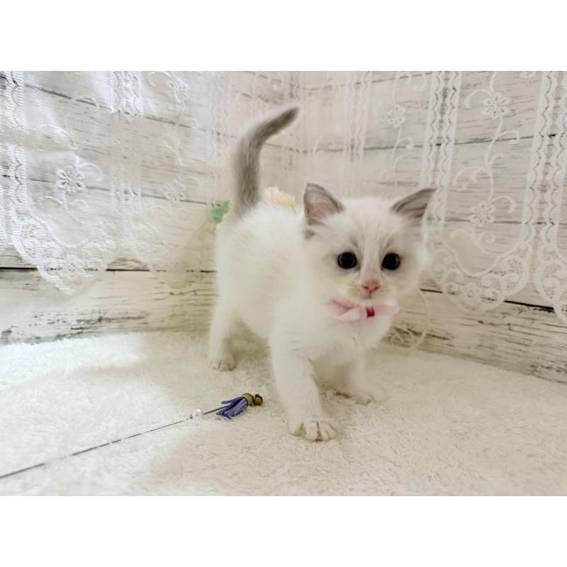 販売中の茨城県のラグドール-134426の2枚目