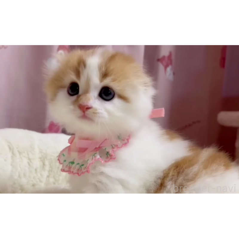 販売中の愛媛県のスコティッシュフォールド(折れ耳)-134427の4枚目