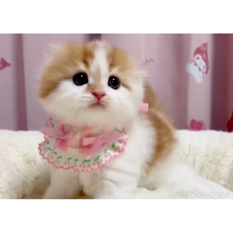 販売中の愛媛県のスコティッシュフォールド(折れ耳)-134427の3枚目