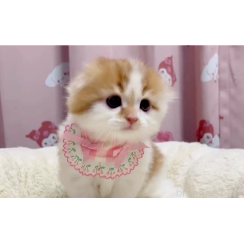 販売中の愛媛県のスコティッシュフォールド(折れ耳)-134427の2枚目