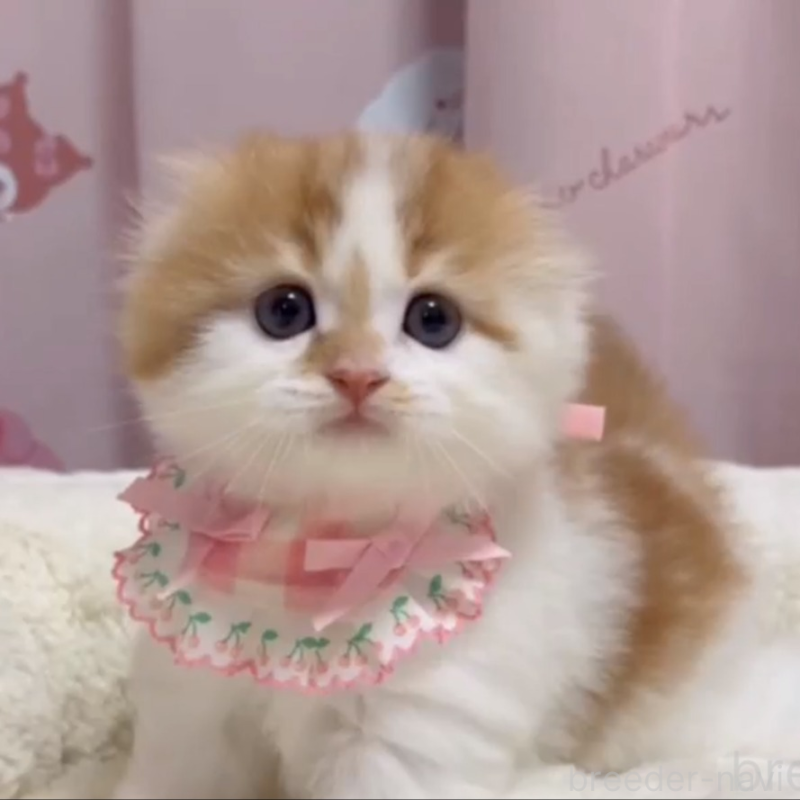 販売中の愛媛県のスコティッシュフォールド(折れ耳)-134427