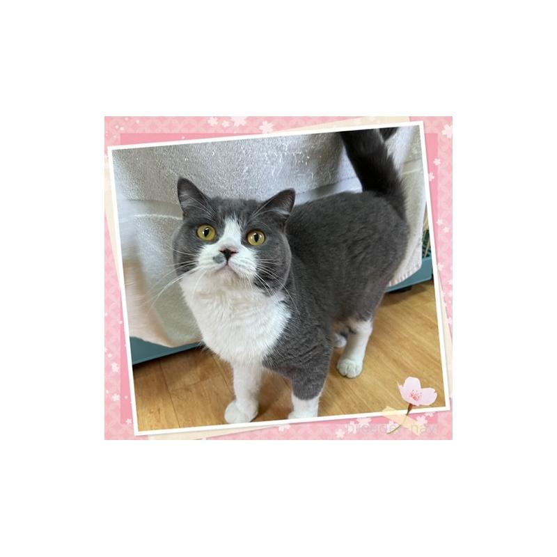 販売中の千葉県のブリティッシュショートヘア-134428の4枚目