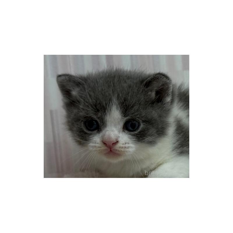 販売中の千葉県のブリティッシュショートヘア-134428の2枚目