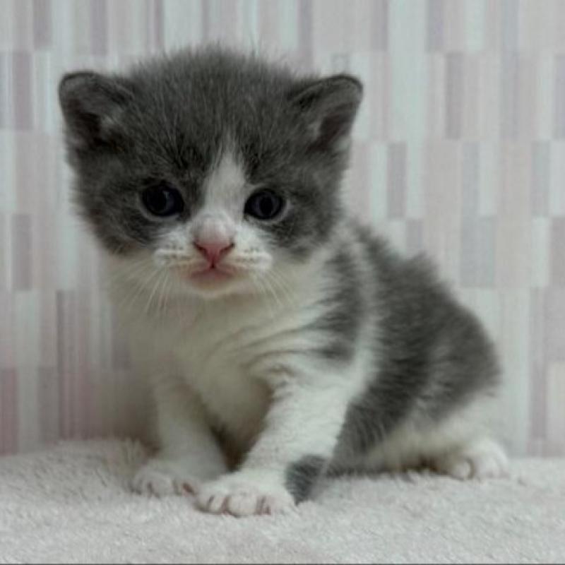 販売中の千葉県のブリティッシュショートヘア-134428