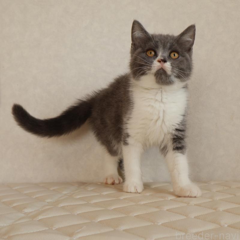 販売中の静岡県のブリティッシュショートヘア-129203の8枚目