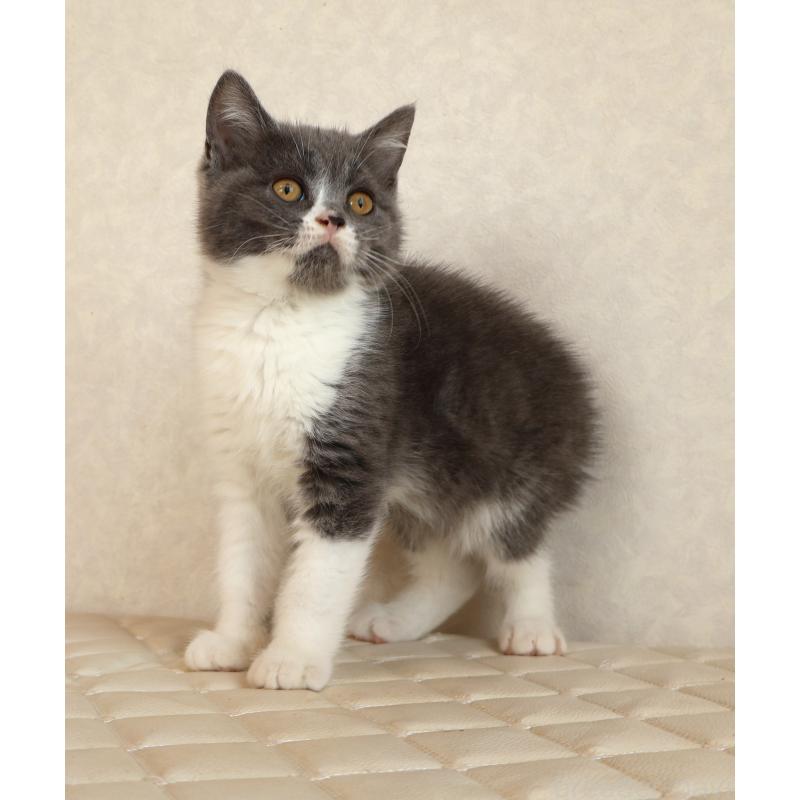 販売中の静岡県のブリティッシュショートヘア-129203の7枚目