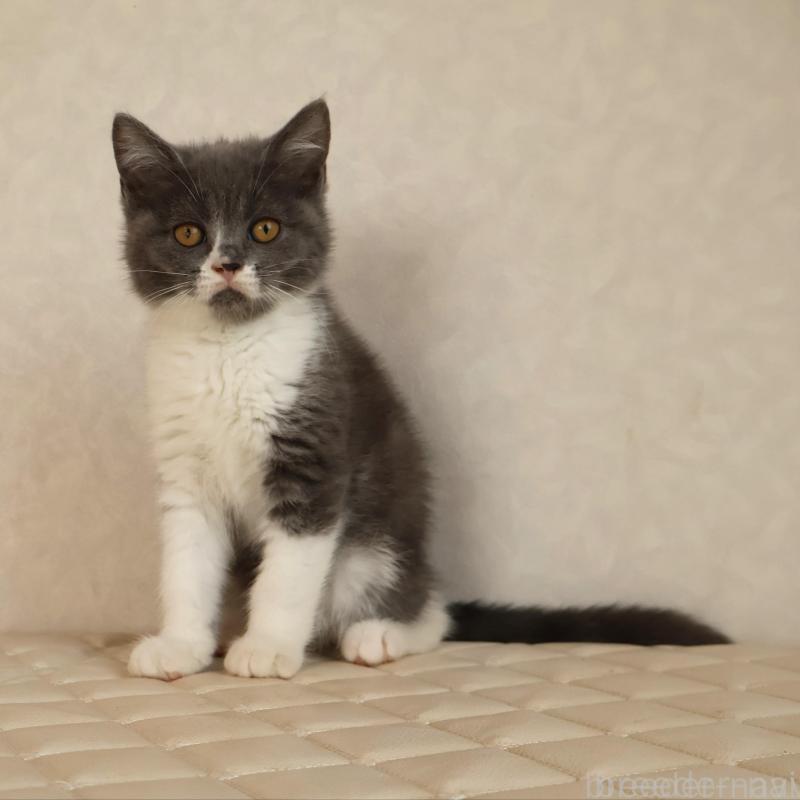 販売中の静岡県のブリティッシュショートヘア-129203の5枚目