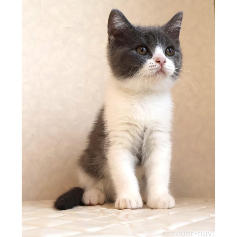 販売中の静岡県のブリティッシュショートヘア-129202の7枚目