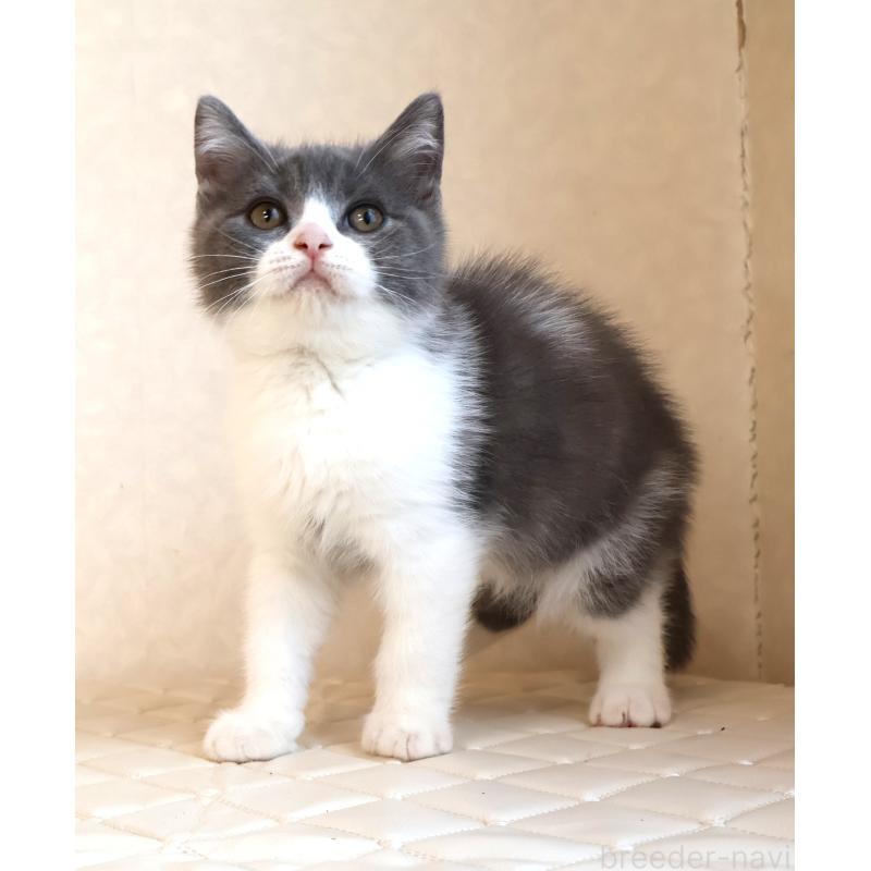 販売中の静岡県のブリティッシュショートヘア-129202の6枚目