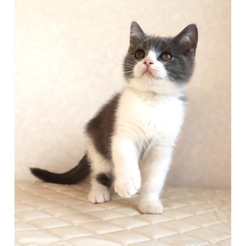 販売中の静岡県のブリティッシュショートヘア-129202の5枚目