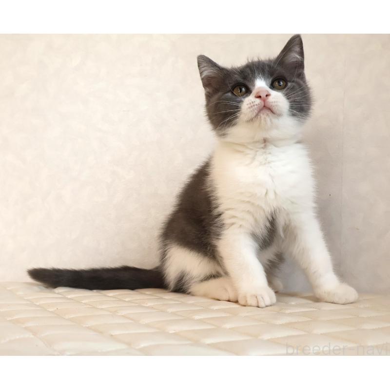 販売中の静岡県のブリティッシュショートヘア-129202の4枚目