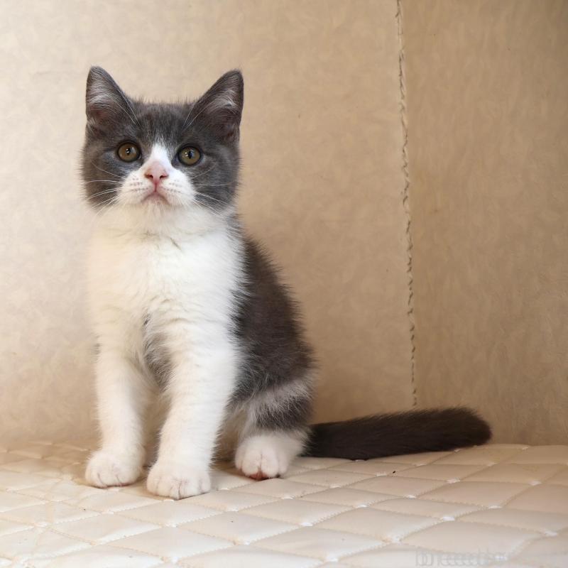 販売中の静岡県のブリティッシュショートヘア-129202の3枚目