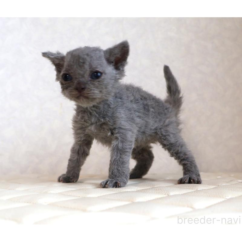 販売中の静岡県のセルカークレックス-134429の5枚目