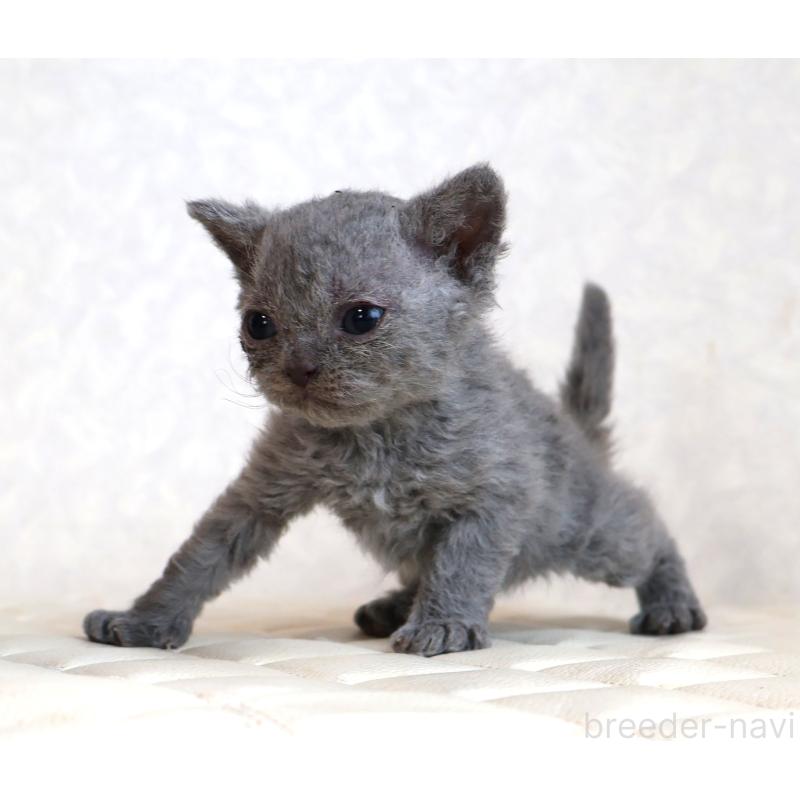 販売中の静岡県のセルカークレックス-134429の4枚目