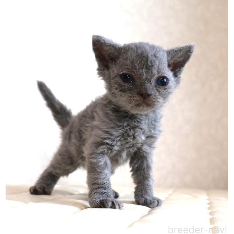 販売中の静岡県のセルカークレックス-134429の3枚目