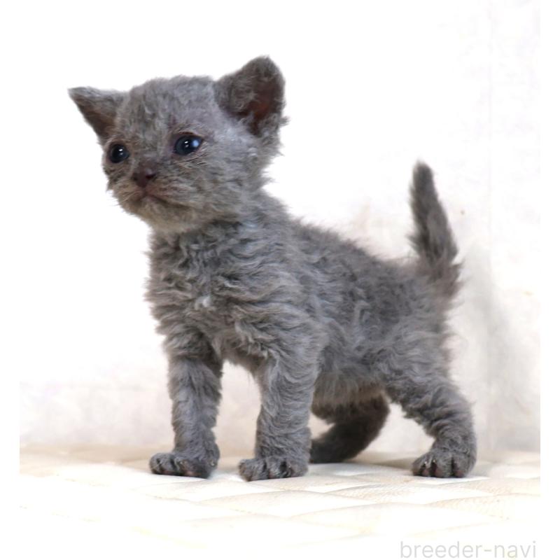 販売中の静岡県のセルカークレックス-134429の2枚目