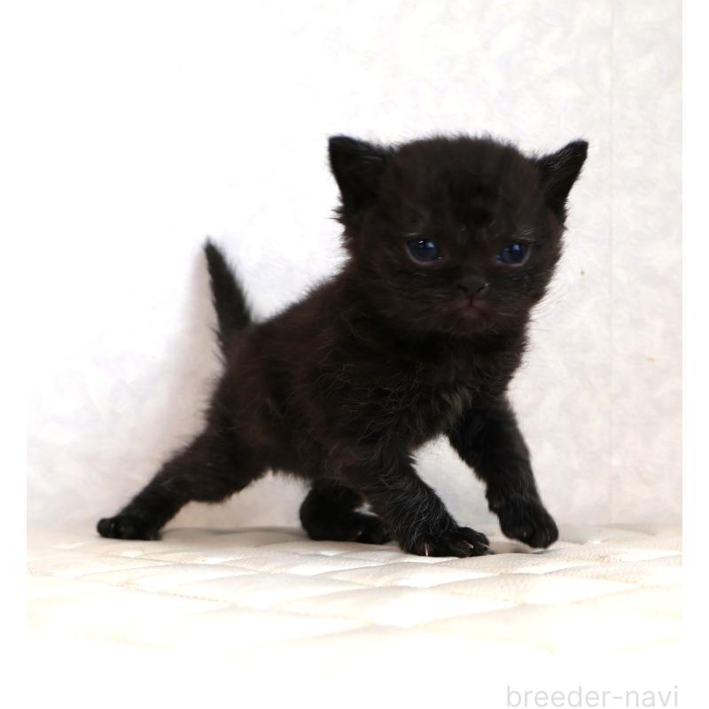 販売中の静岡県のセルカークレックス-134430の5枚目