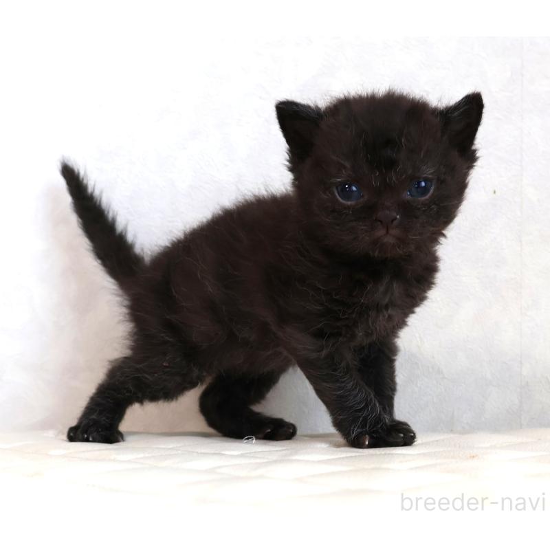 販売中の静岡県のセルカークレックス-134430の3枚目