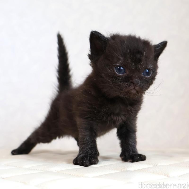 販売中の静岡県のセルカークレックス-134430