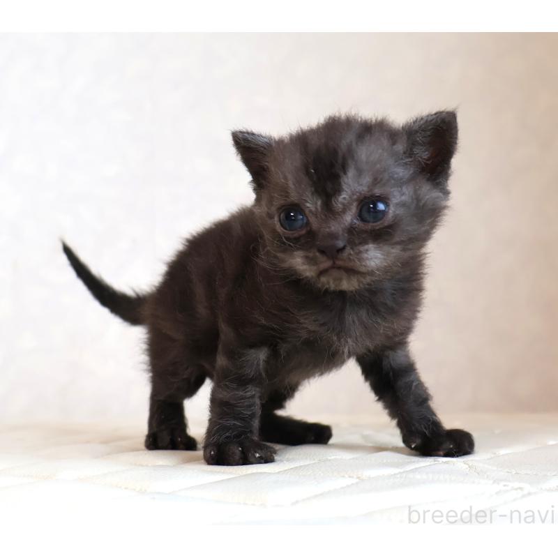 販売中の静岡県のセルカークレックス-134431の5枚目