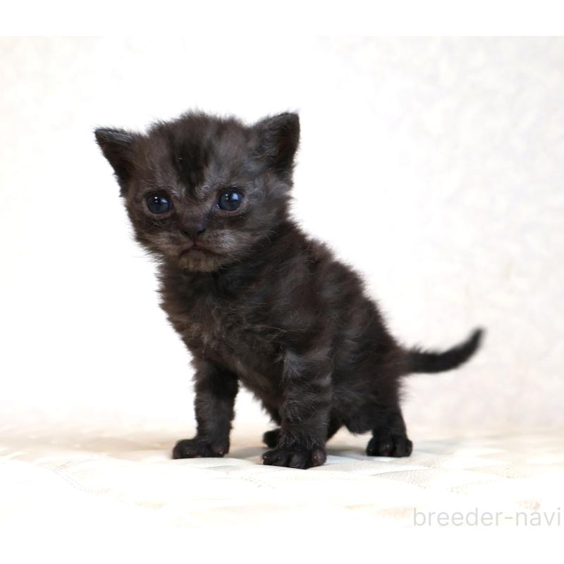 販売中の静岡県のセルカークレックス-134431の4枚目