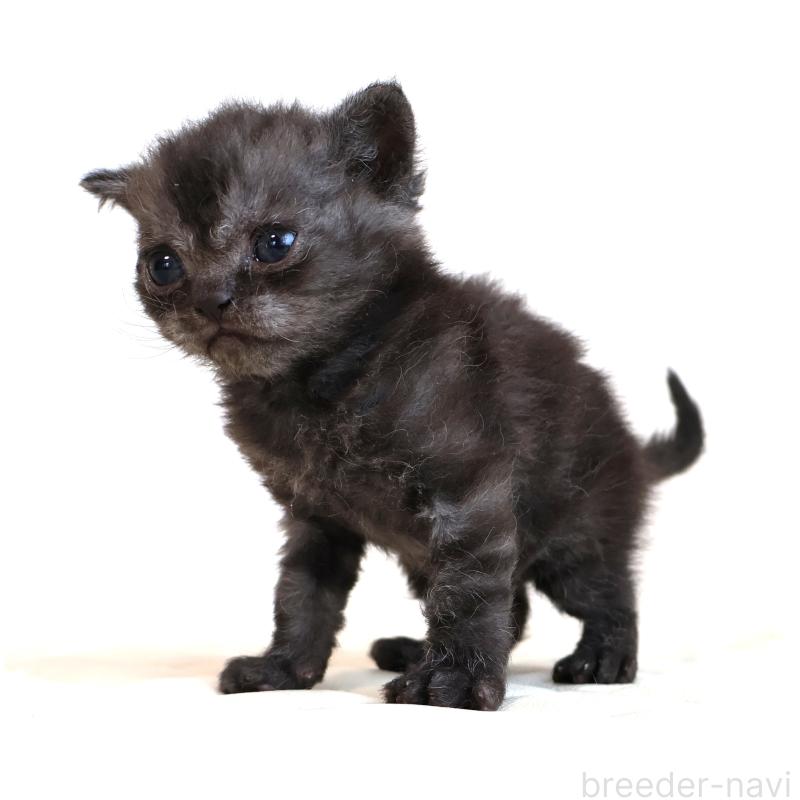 販売中の静岡県のセルカークレックス-134431の2枚目